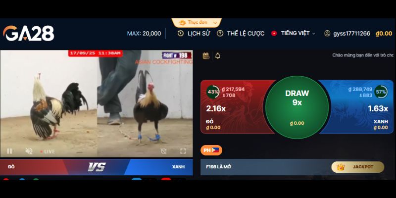 Hơn 200 trận đấu chọi gà mỗi ngày